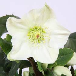 Helleb Ice White Gold T15 H035