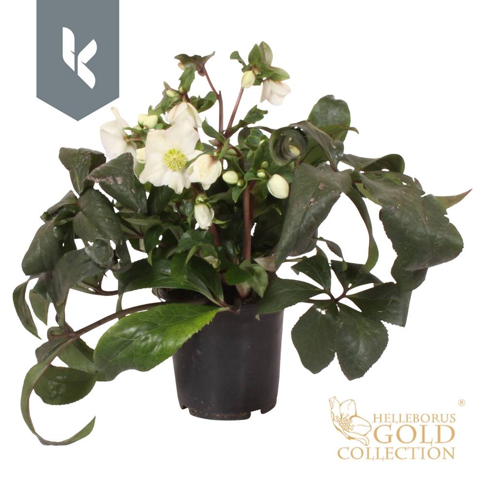 Helleborus HGC Ice weiss White T15 H035