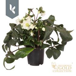 Helleborus HGC Ice weiss White T15 H035