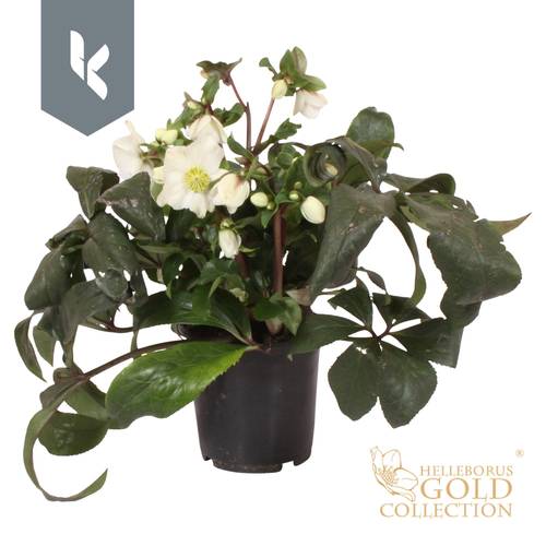 Helleborus HGC Ice weiss White T15 H035