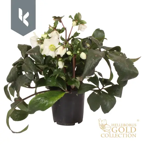 Helleborus HGC Ice weiss White T15 H035