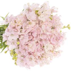 Delphinium rosa Sugar 50cm