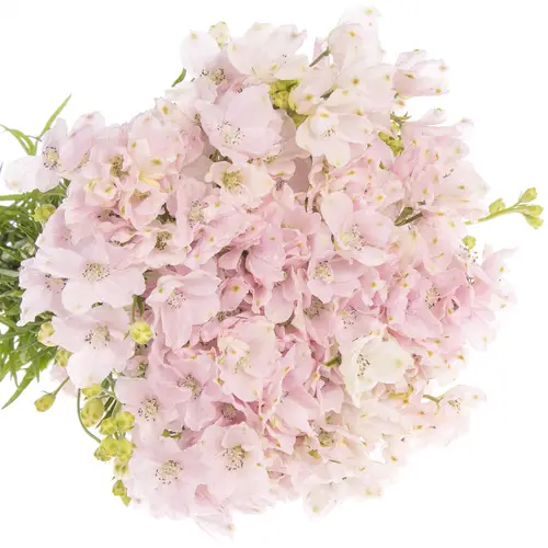Delphinium rosa Sugar 50cm