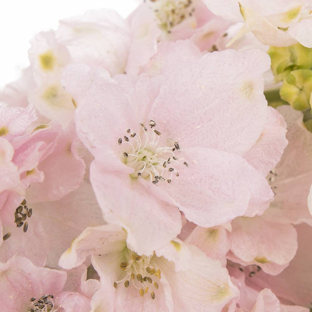 Delphinium rosa Sugar 50cm