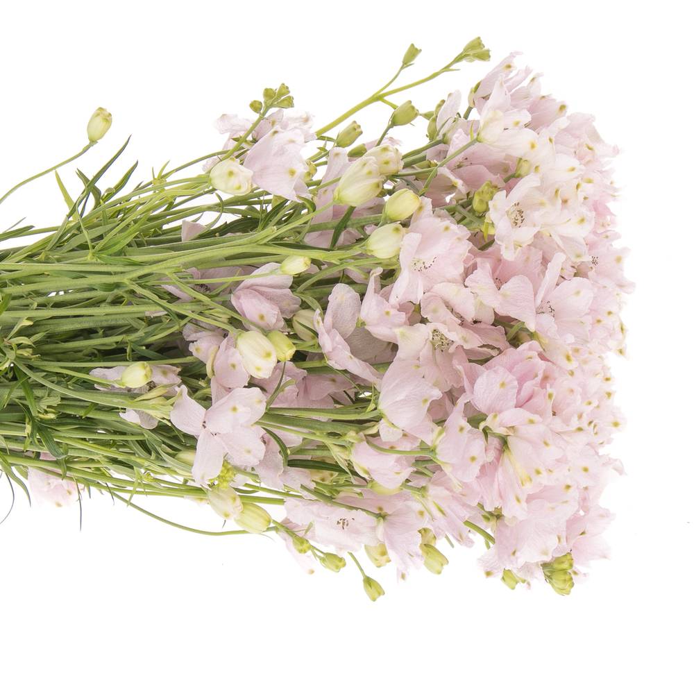Delphinium rosa Sugar 50cm