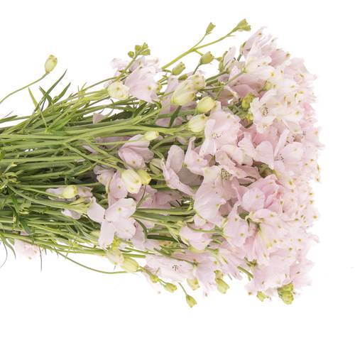 Delphinium rosa Sugar 50cm