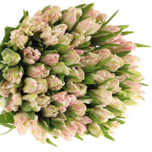 Tulpe rosa Papageien Cabana 28 Gramm