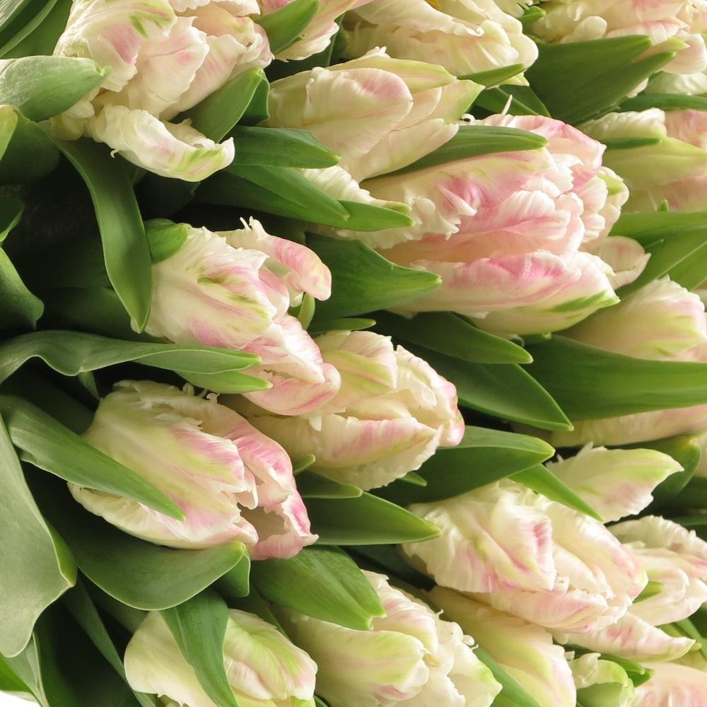 Tulpe rosa Papageien Cabana 28 Gramm