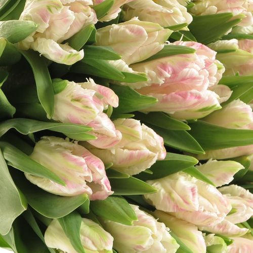 Tulpe rosa Papageien Cabana 28 Gramm