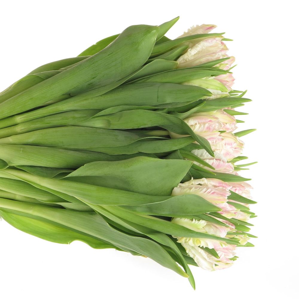 Tulpe rosa Papageien Cabana 28 Gramm