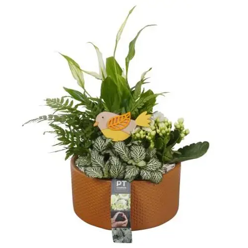 Frühling.Arr PTIB9077 T19 H034