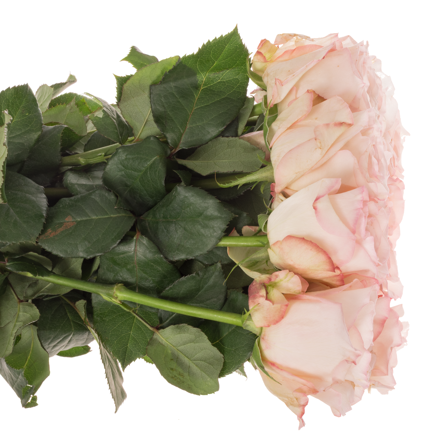 Rose creme/rosa Joyce 50cm duftend