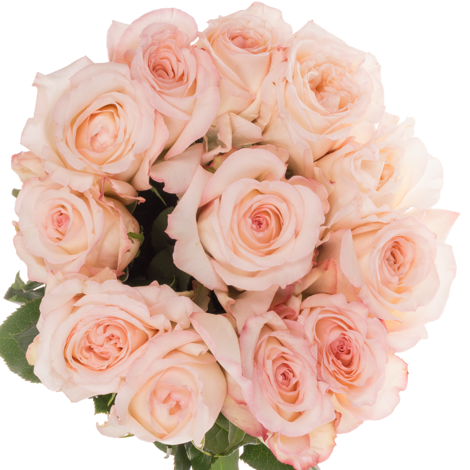 Rose creme/rosa Joyce 50cm duftend