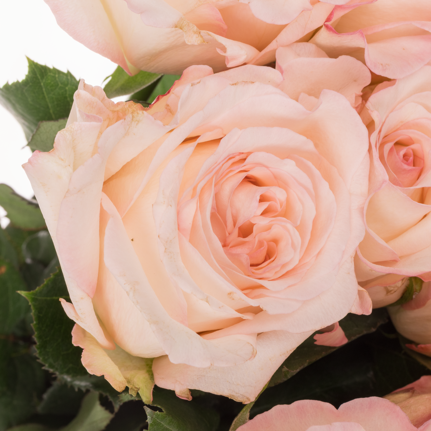 Rose creme/rosa Joyce 50cm duftend