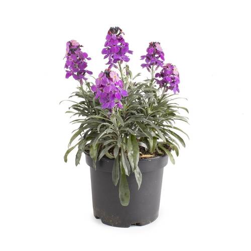 Erysimum lila Bowles Mauve T15 H040