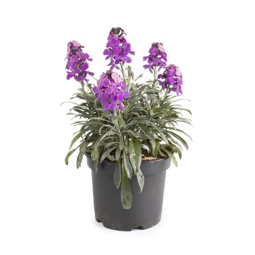 Erysimum lila Bowles Mauve T15 H040