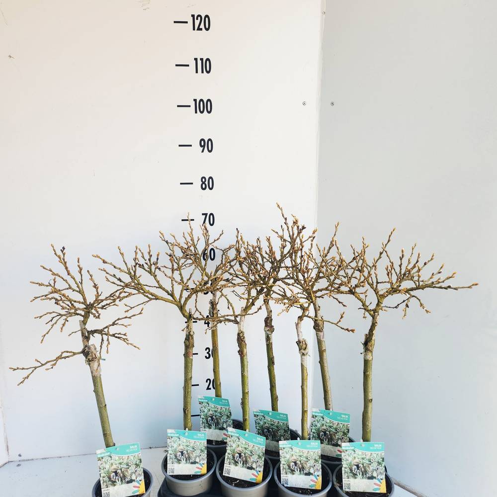 Salix Helvetica T14 H050