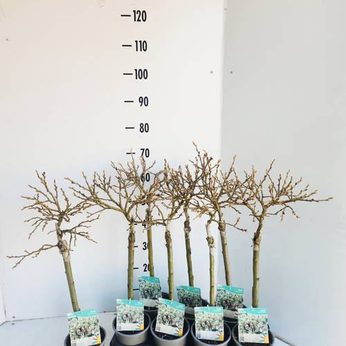 Salix Helvetica T14 H050