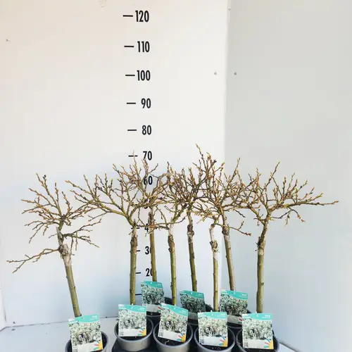 Salix Helvetica T14 H050