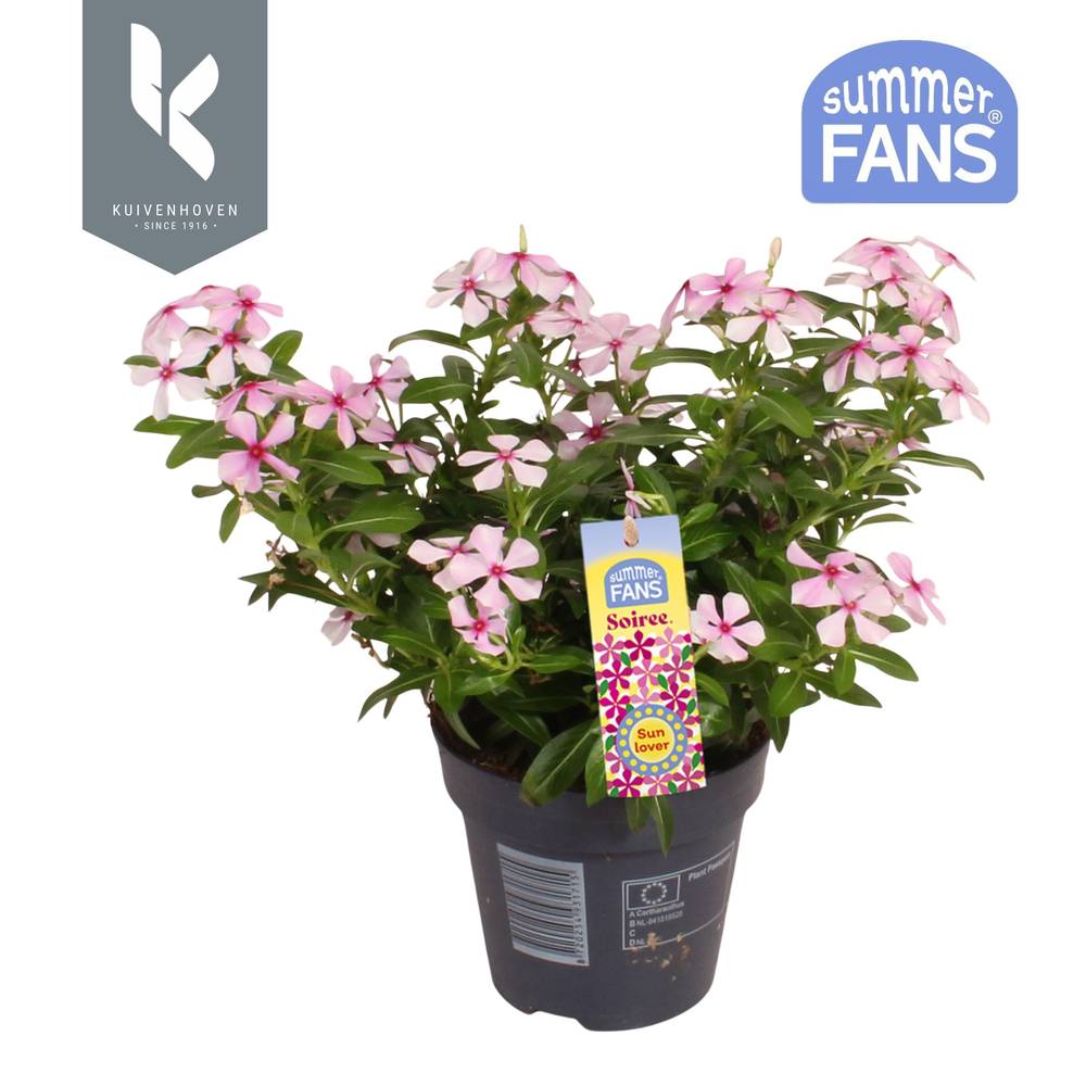 Catharanthus hell rosa Soiree T10,5 H022