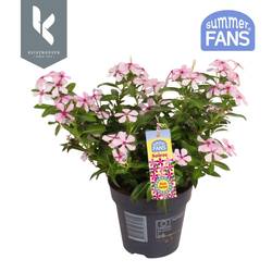 Catharanthus hell rosa Soiree T10,5 H022