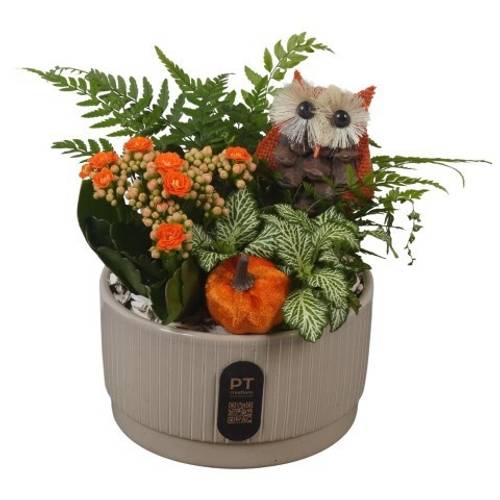 Kal.Arr PTHI3205 Herbst T16 H021