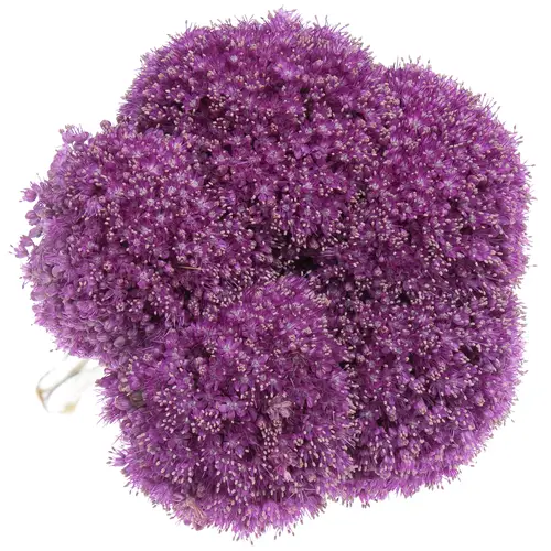 Allium lila Kugel Gigant 90cm