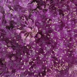 Allium lila Kugel Gigant 90cm