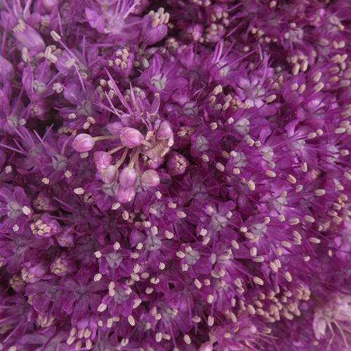 Allium lila Kugel Gigant 90cm