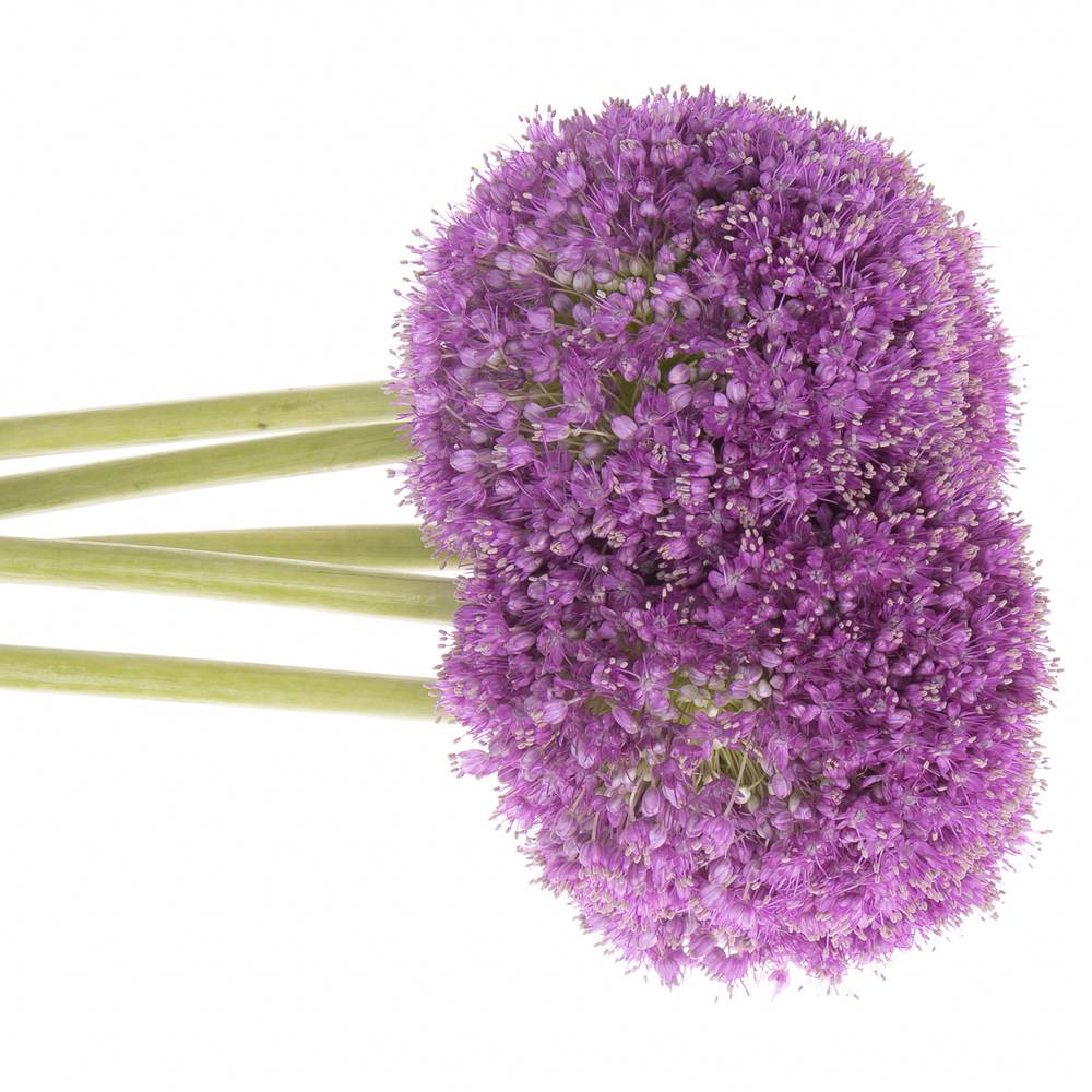 Allium lila Kugel Gigant 90cm