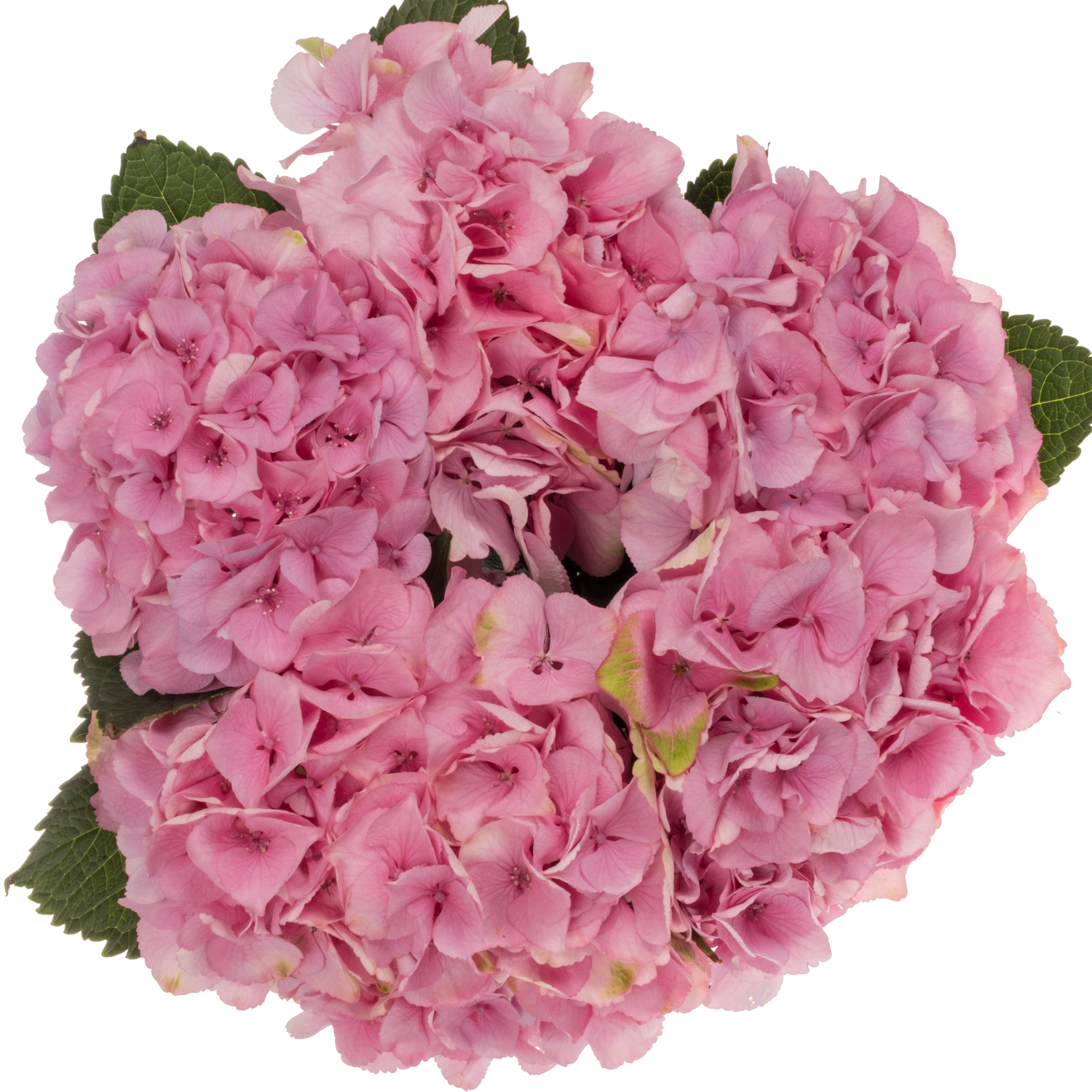 Hortensie rosa Royal Love Bol 20cm 60cm