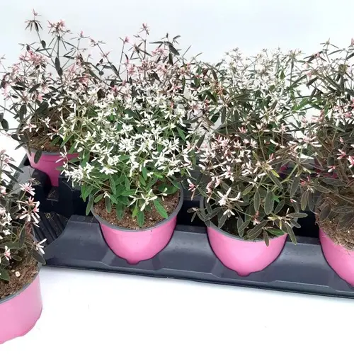 Euphoria rosa Zauberschnee T12 H022