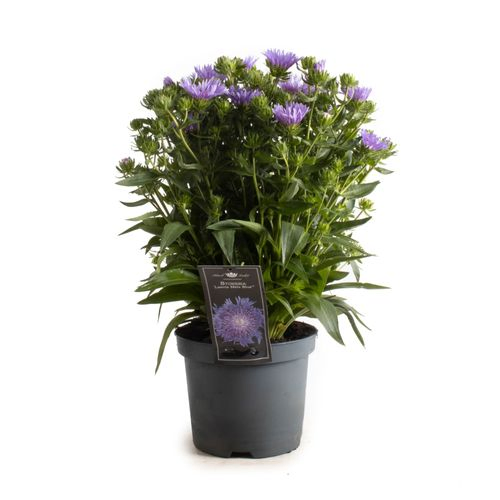 Stokesia blau Laevis Mels T19 H50