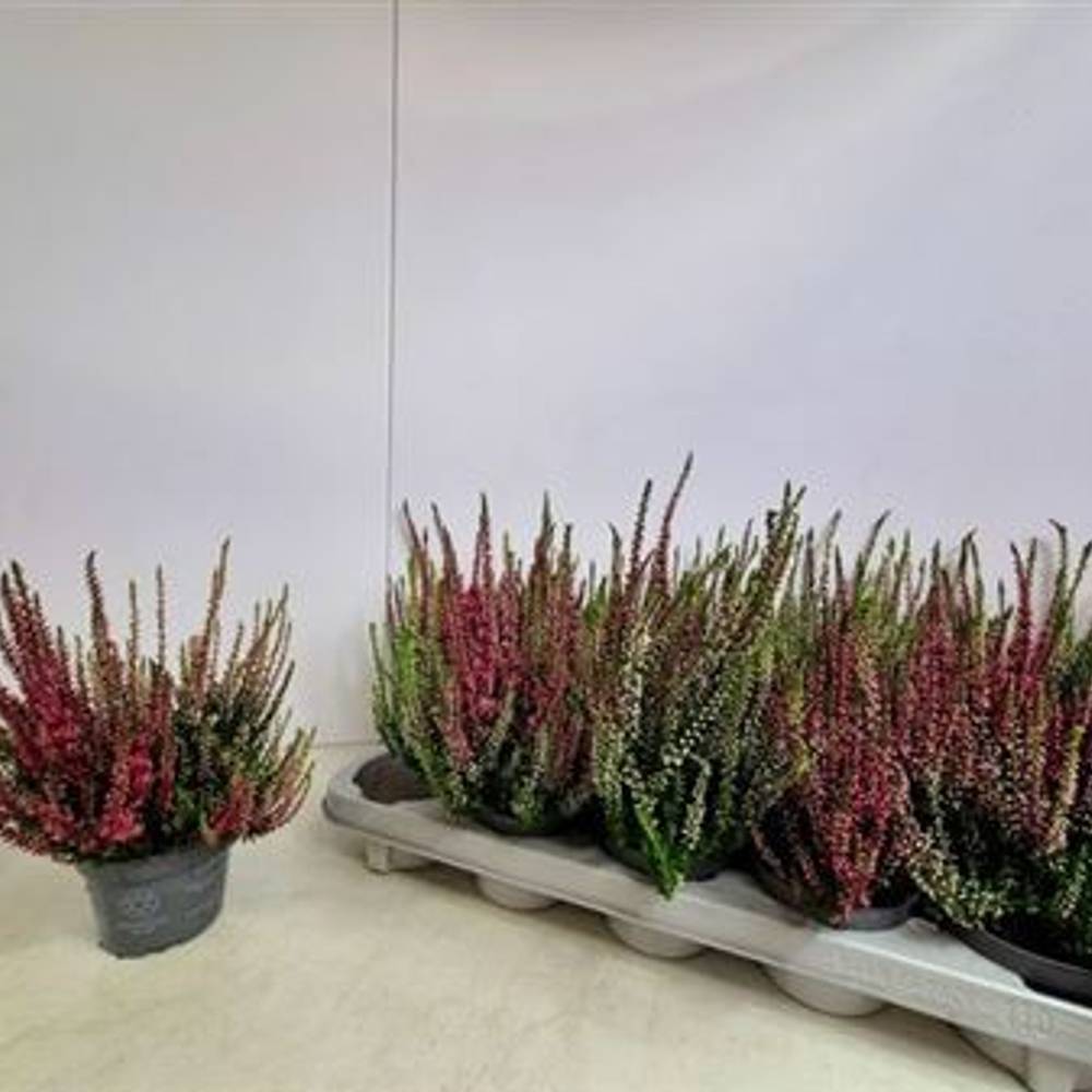 Calluna Duo Schnapch. von Uhr T10,5 H015