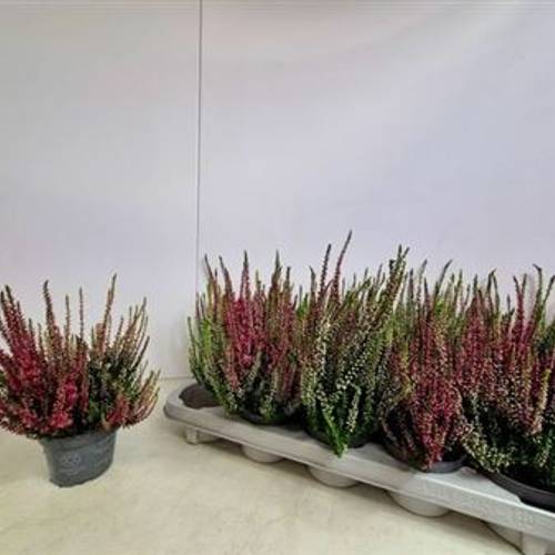 Calluna Duo Schnapch. von Uhr T10,5 H015