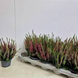 Calluna Nova Schnapch. von Uhr T10,5 H015
