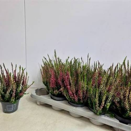 Calluna Nova Schnapch. von Uhr T10,5 H015