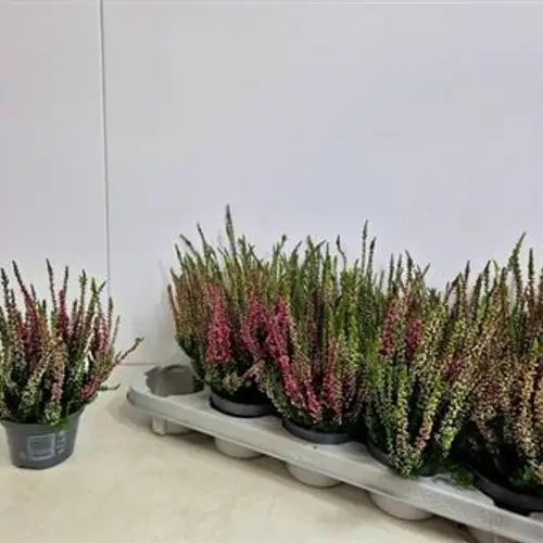 Calluna Nova Schnäpch. Von Uhr T10,5 H015