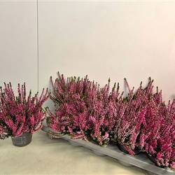 Calluna rosa Schnäpch. Von Uhr T10,5 H015