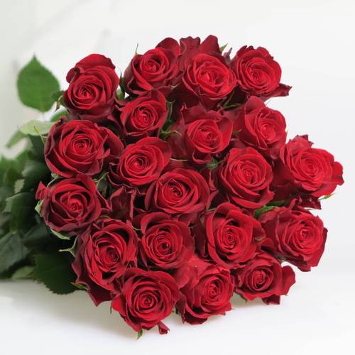 Rose rot Furiosa 50cm