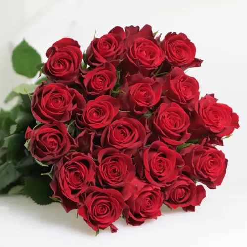 Rose rot Furiosa 50cm