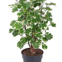 Polyscias Balfou Verzweigt T19 H80