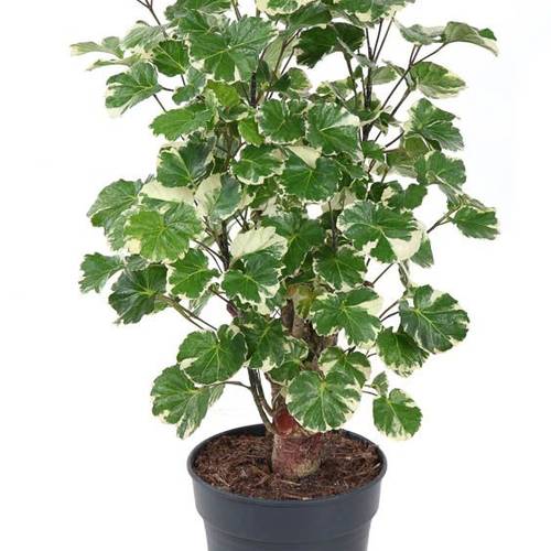 Polyscias Balfou Verzweigt T19 H80