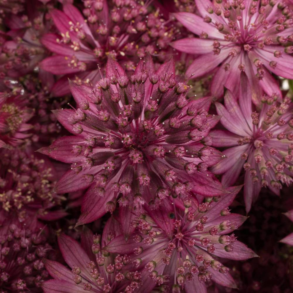 Astrantia rosa Rosita 55cm