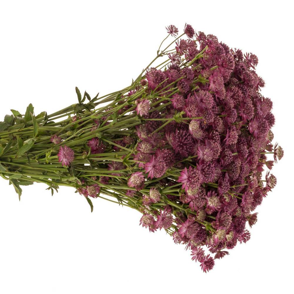 Astrantia rosa Rosita 55cm