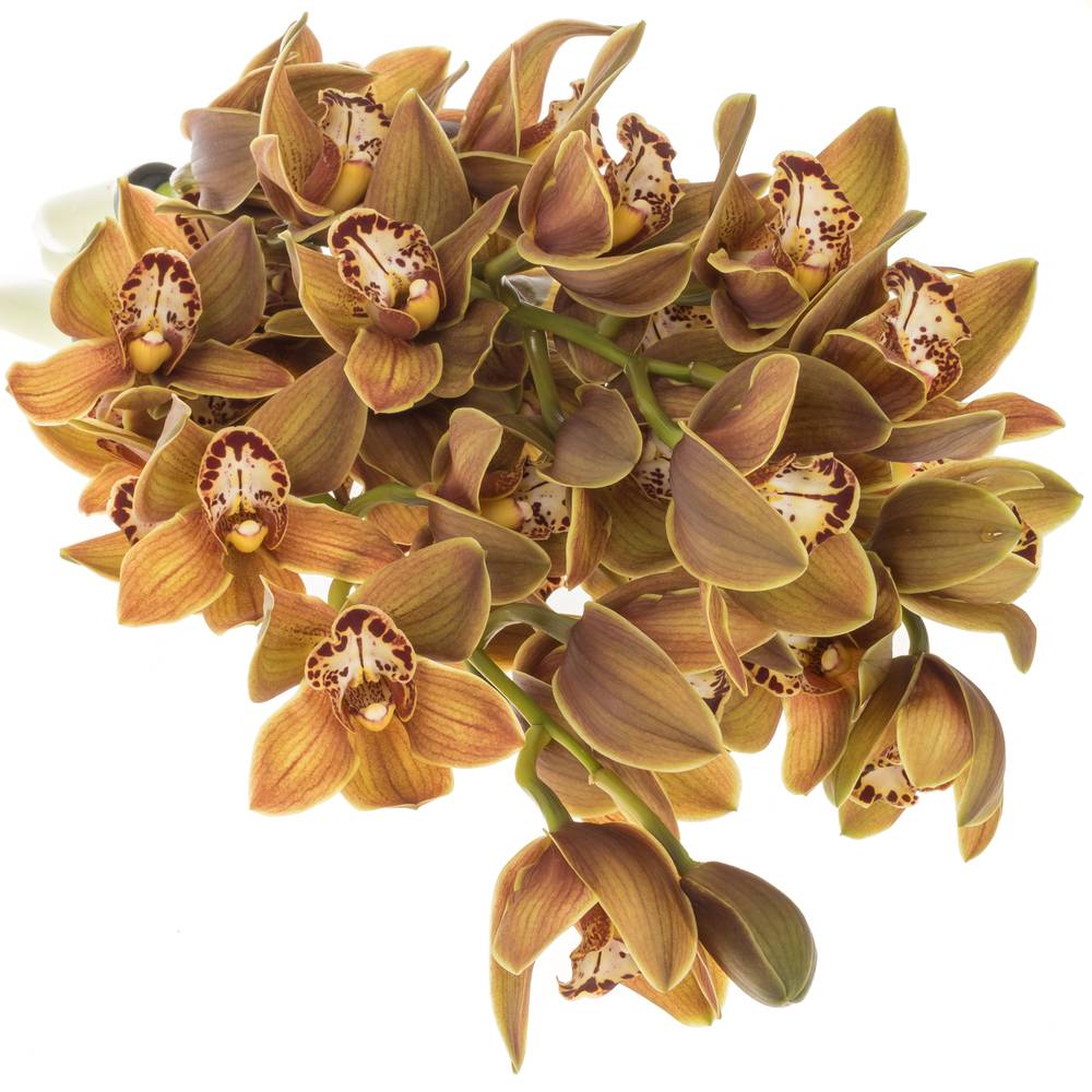 Mini Cymbidium grün Teeflor 70cm 15+Blüte