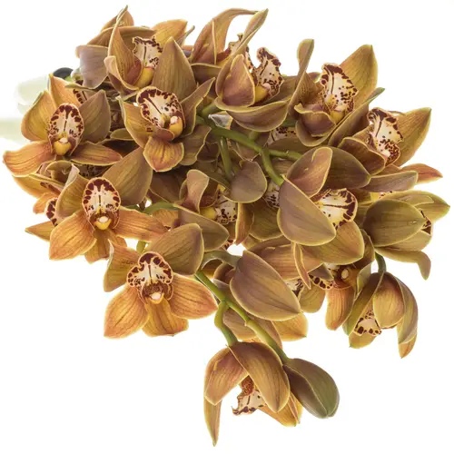 Mini Cymbidium grün Teeflor 70cm 15+Blüte