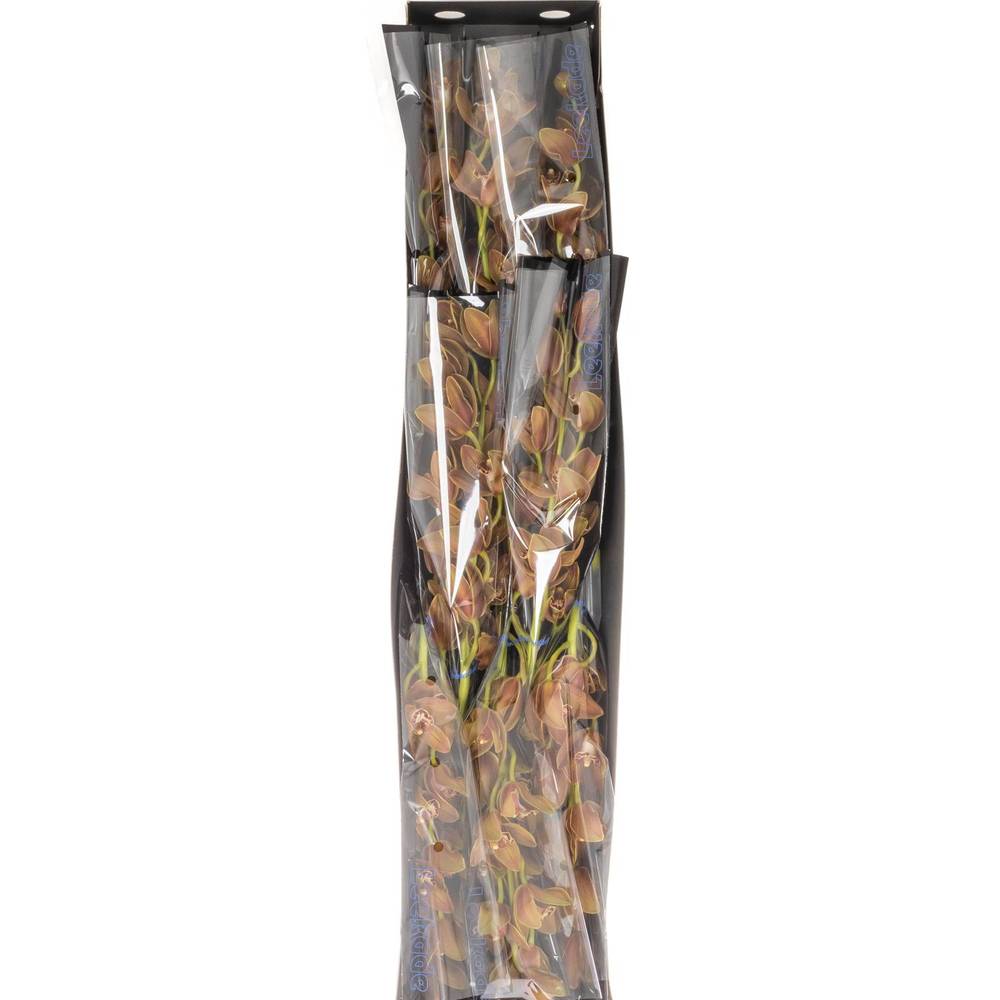 Mini Cymbidium grün Teeflor 70cm 15+Blüte