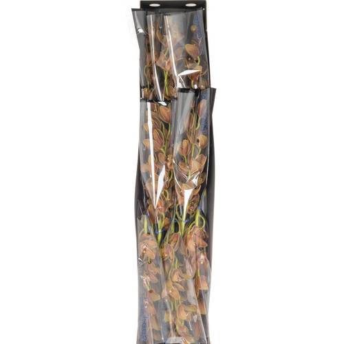 Mini Cymbidium grün Teeflor 70cm 15+Blüte