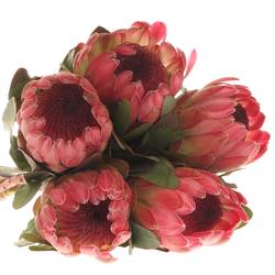 Protea rosa Silvia 60cm